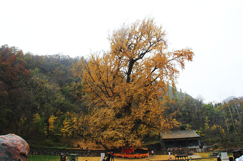千年銀杏古樹 千年銀杏古樹